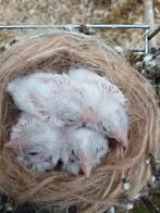 Kanaries, Dieren en Toebehoren, Vogels | Kanaries, Geslacht onbekend, Kleurkanarie