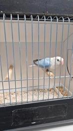 A. Fischeri Opaline blauw dilute (man 2024), Dieren en Toebehoren