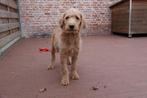 Prachtige medium Labradoodle pups (stamboom), België, Overige rassen, CDV (hondenziekte), 8 tot 15 weken