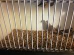 Jong diamantduifje 2025, Dieren en Toebehoren, Geslacht onbekend, Tropenvogel, Geringd