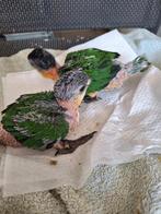 Tamme zwartkop caique te koop 300 euro het stuk, Geslacht onbekend, Papegaai, Geringd