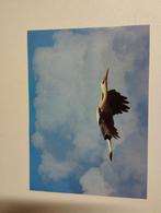 Een ooievaar of reiger die vlieg in de lucht kleur verschill, Enlèvement