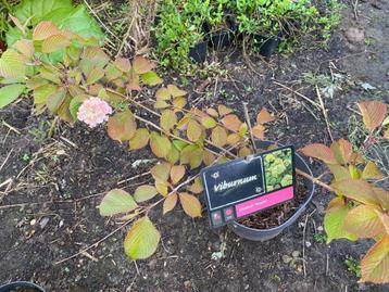 Vivurnum plicatum roseum beschikbaar voor biedingen