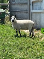 Ramlam te koop, Mannelijk, Schaap, 0 tot 2 jaar