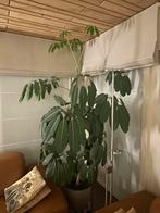 Chefflera kamerplant (vingersboom), Tuin en Terras, Ophalen, Overige soorten, 100 tot 250 cm