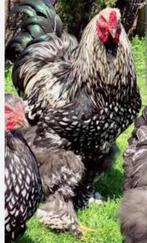 Brahma zilver zwart gezoomd, laatste 2 hanen. Geen hennen, Dieren en Toebehoren, Pluimvee