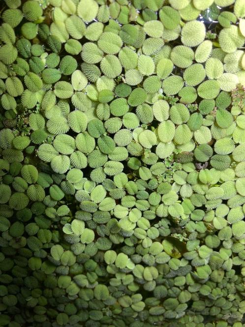 Drijfplanten Salvinia Minima, Dieren en Toebehoren, Vissen | Aquaria en Toebehoren, Nieuw, Plant(en), Steen of Hout, Ophalen