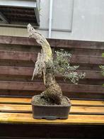 Zeer oude olijf bonsai, En pot, Olivier, Plein soleil, Enlèvement