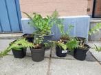 tuin varens 2€/pot, Tuin en Terras, Planten | Tuinplanten, Ophalen, Varens, Halfschaduw