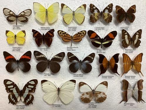 Vlinders voor collectie, 5€/ specimen, Verzamelen, Dierenverzamelingen, Zo goed als nieuw, Ophalen of Verzenden