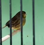 Gloster mannen, poppen 2025, Dieren en Toebehoren, Mannelijk, Postuurkanarie