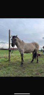 Konik 4 jaar oud en qaurter 21 jaar zeer fit, Dieren en Toebehoren, Paarden