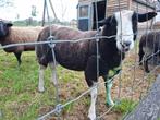 RAM Zwartbles 1,5 jaar, Dieren en Toebehoren, Schapen, Geiten en Varkens, Mannelijk, Schaap, 0 tot 2 jaar