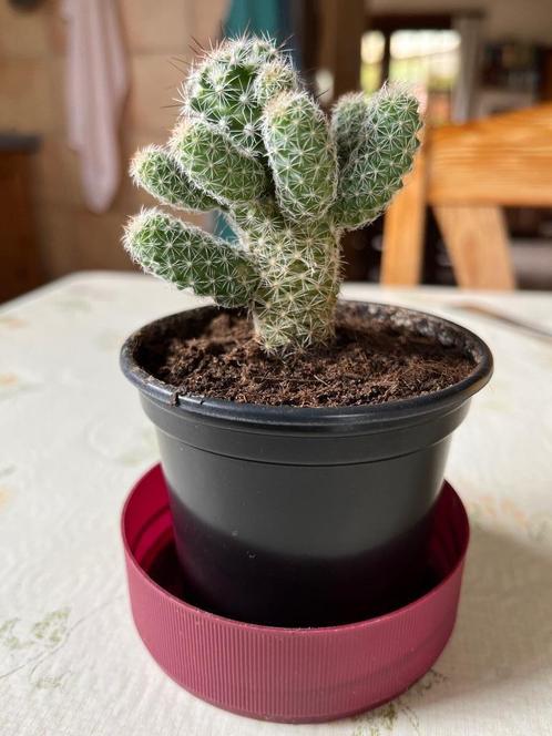 Cactusje - 16 zijtakjes - krijgt roze bloempjes, Huis en Inrichting, Kamerplanten, Cactus, Volle zon, Ophalen of Verzenden