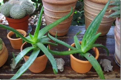 Aloë (2stuks), Huis en Inrichting, Kamerplanten, Vetplant, In pot, Ophalen
