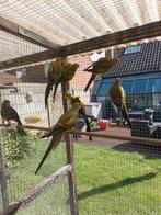 Bergparkiet man,jaar 2024, Dieren en Toebehoren