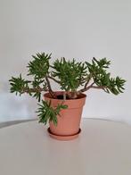 Vetplant Crassula 40 cm hoog, Huis en Inrichting, Kamerplanten, Ophalen, Vetplant