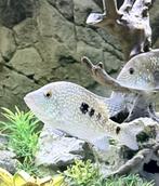 Blue Texas x3 (2 vrouwen en 1 man)