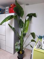 Strelitzia plant, Huis en Inrichting, Kamerplanten, Groene kamerplant, Ophalen, 200 cm of meer