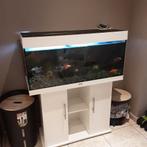 Aquarium  grand avec meuble juwel 180litres, Dieren en Toebehoren, Ophalen, Zo goed als nieuw, Gevuld zoetwateraquarium