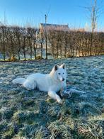 Zwitserse herder dekreu, Ophalen of Verzenden