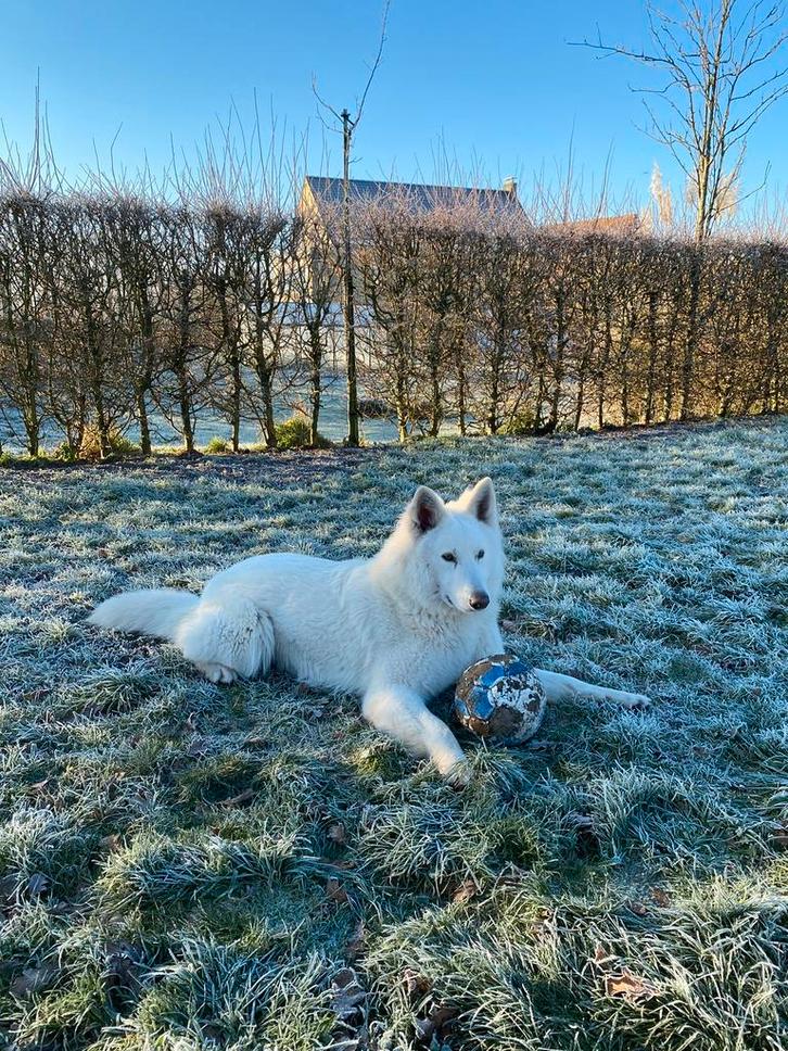 Zwitserse herder dekreu, Dieren en Toebehoren, Honden-accessoires, Ophalen of Verzenden