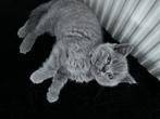 Britse kitten spullen, Animaux & Accessoires, Accessoires pour chats, Enlèvement ou Envoi