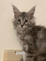 Maine Coon kittens met stamboom, Dieren en Toebehoren, Katten en Kittens | Raskatten | Langhaar, Meerdere dieren, Gechipt, 0 tot 2 jaar