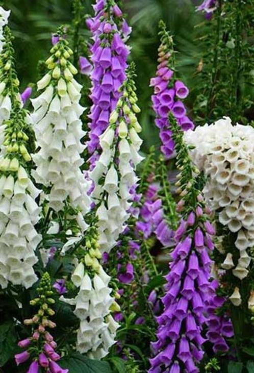 30 zaden Vingerhoedskruid - digitalis (gemengde kleuren), Tuin en Terras, Bloembollen en Zaden, Zaad, Verzenden