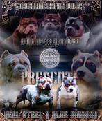 UNIEKE AMERICAN BULLY PUPS!! UIT TOP BLOEDLIJNEN!!, Parvovirose, Autres races, Plusieurs, Belgique