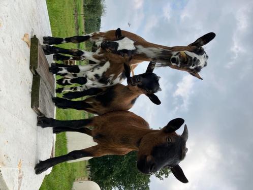 Dwerggeit, Dieren en Toebehoren, Schapen, Geiten en Varkens, Geit, Vrouwelijk, 0 tot 2 jaar