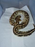 Pastel phantom het ghost 0.1, Serpent, 3 à 6 ans