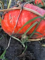 Pompoenen bio pompoenen, Ophalen