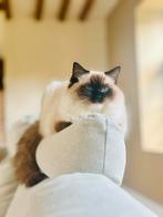 Lieve seal mitted ragdoll, Dieren en Toebehoren, Katten en Kittens | Raskatten | Langhaar, Poes, Gechipt, 0 tot 2 jaar