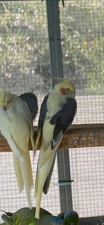 Couple de Callopsyte, Plusieurs animaux, Perruche, Bagué