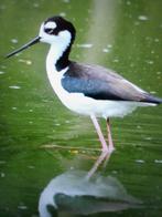 mexicaanse steltkluut, Dieren en Toebehoren, Vogels | Overige Vogels, Geringd