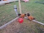 kippen, Dieren en Toebehoren, Pluimvee, Vrouwelijk, Kip