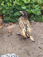 Sebright kleurslagen gezocht, Dieren en Toebehoren, Pluimvee