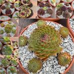 schalen Sempervivum winterhard, Ophalen