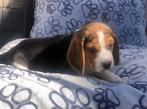 Beagle pups pubertjes, Dieren en Toebehoren, Beagle, 8 tot 15 weken, Buitenland, CDV (hondenziekte)