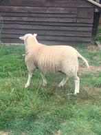 Ramlam (Franse Texel x swifter), Animaux & Accessoires, Moutons, Chèvres & Cochons