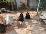 Cochin Criel en zijdehoen, Dieren en Toebehoren