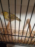 Agaat geel mannen en poppen, Dieren en Toebehoren