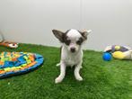 Chiot adolescent Chihuahua - poils longs