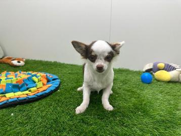 Langharige Chihuahua puberpup beschikbaar voor biedingen