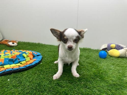 Langharige Chihuahua puberpup, Dieren en Toebehoren, Honden | Chihuahua's en Gezelschapshonden, Reu, Chihuahua, Fokker | Professioneel