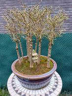 Bonzai Larix, Tuin en Terras, Ophalen