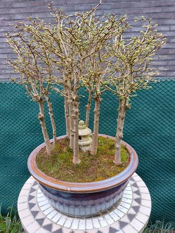 Bonzai Larix  beschikbaar voor biedingen