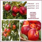 NECTARINEN-STRUIKEN: Verschill.soorten , 17€/stuk, Tuin en Terras, Volle zon, Vaste plant, Ophalen of Verzenden, Fruitplanten