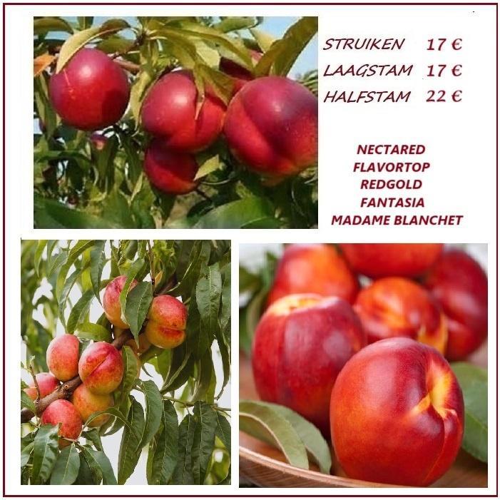 NECTARINEN-STRUIKEN: Verschill.soorten , 17€/stuk, Tuin en Terras, Planten | Tuinplanten, Vaste plant, Fruitplanten, Volle zon